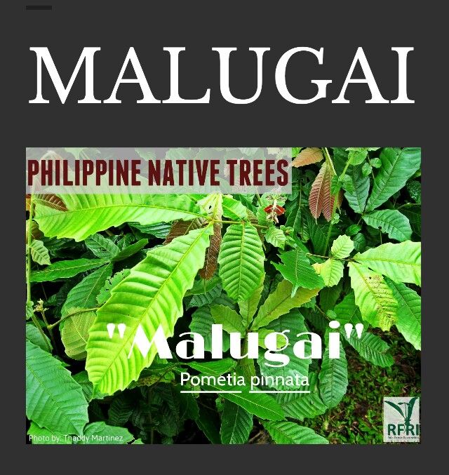 an advertisement for the philippines native trees and their names are displayed in front of green leaves