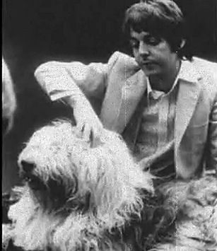 a black and white photo of a man brushing his dog's hair with a caption in spanish