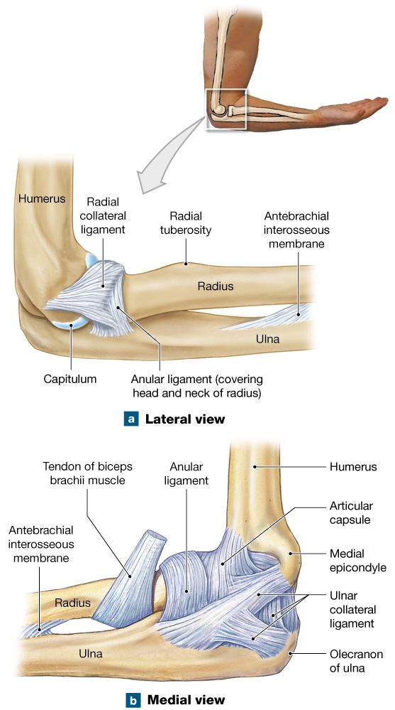 9.5: The elbow and knee are both hinge joints Elbow Anatomy, Joints Anatomy, Hand Anatomy, Anatomy And Physiology, Back To School Activities, Skeletal, Head And Neck, Massage Therapy, Physical Therapy