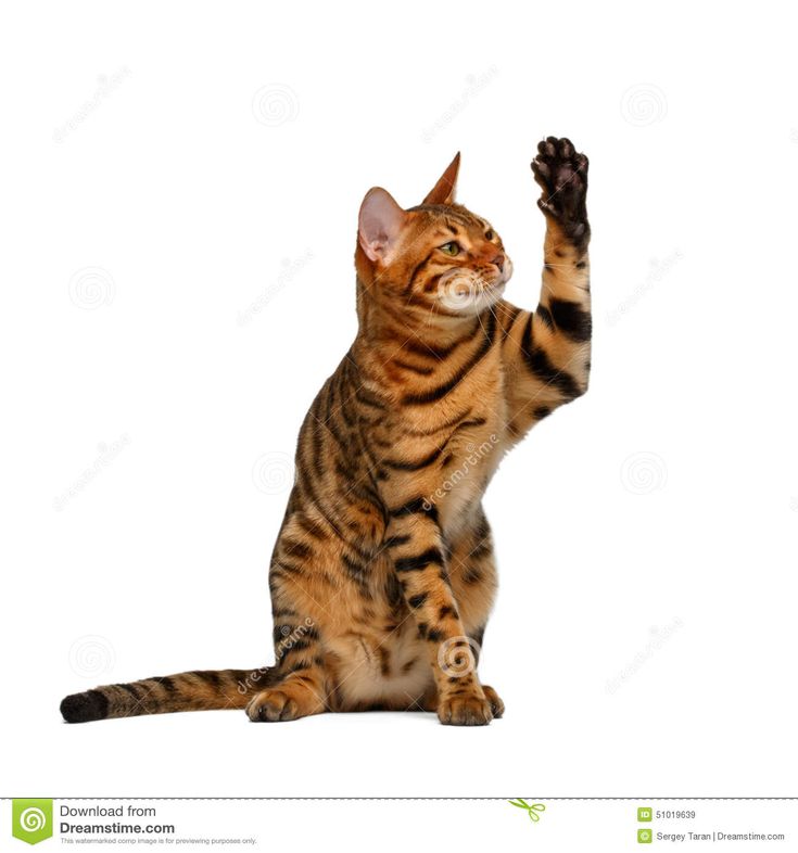 a cat sitting on its hind legs and reaching up