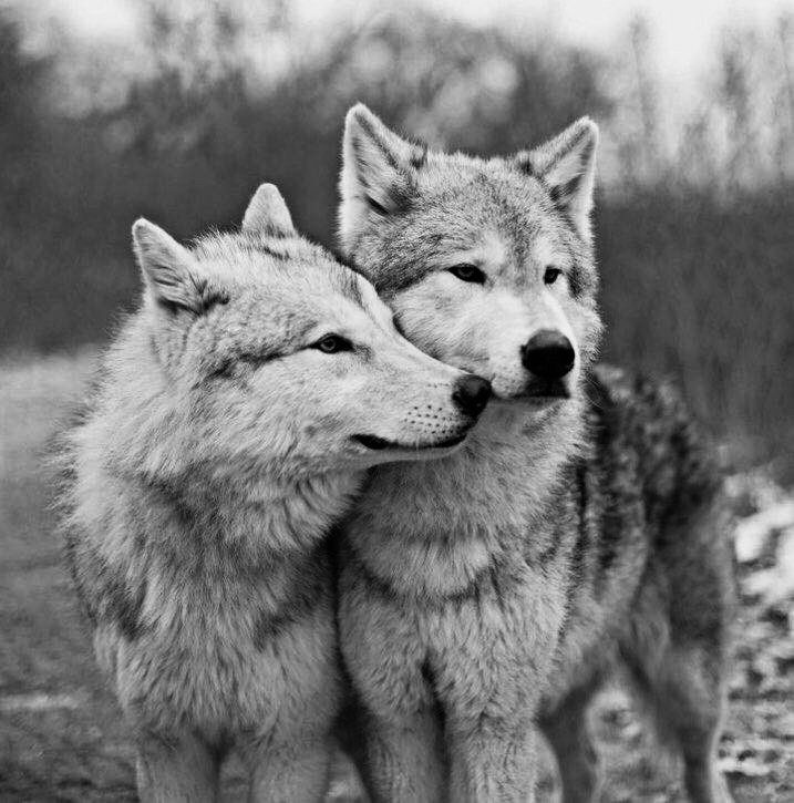 Pin by Nanie j on Images loup in 2024 | Wolf spirit animal, Wolf dog ...