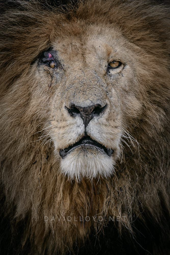 a close up photo of a lion's face