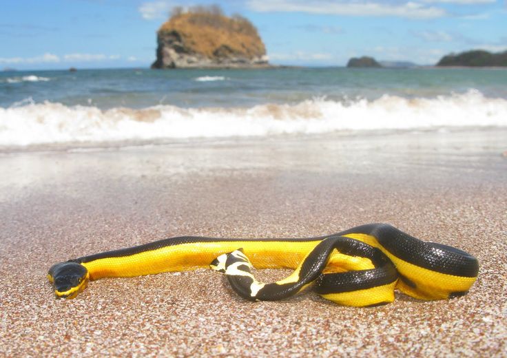 a yellow and black snake laying on the sand at the beach next to the ocean