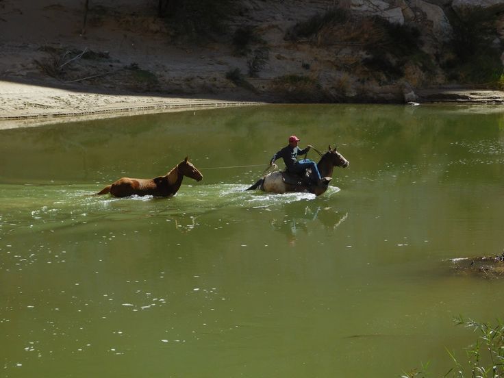 two horses are wading in the water with a man on one side and another horse behind them