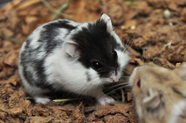 a black and white hamster standing next to another animal