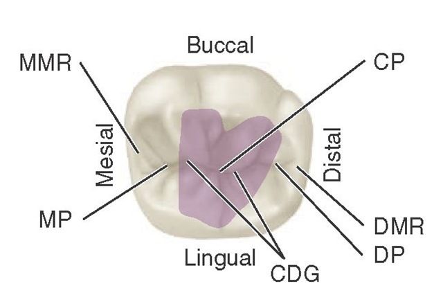 Mandibular right first molar, occlusal aspect. Shaded area is the central fossa. CP, Central pit; DMR, distal marginal ridge; DP, distal pit; CDG, central developmental groove; MP, mesial pit; MMR, mesial marginal ridge. Tooth Morphology, Study Pic, Dental Anatomy, Anatomy Physiology, Dental Assistant, Dental Hygiene, Anatomy And Physiology, First Second, Anatomy