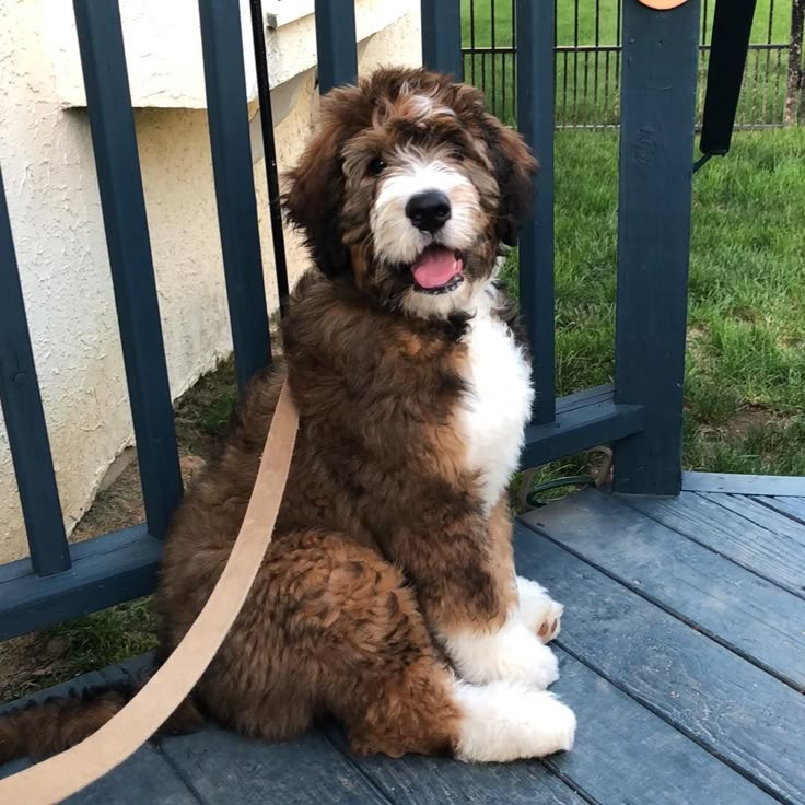 a brown and white dog sitting on top of a wooden deck