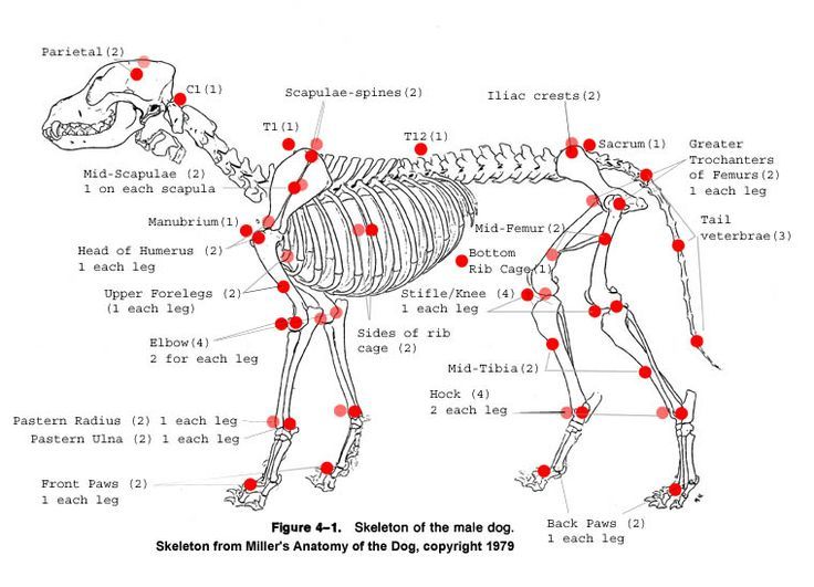 an image of a diagram of a dog's skeleton and all its parts labeled