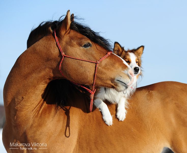 a dog is riding on the back of a horse in the snow with it's head up