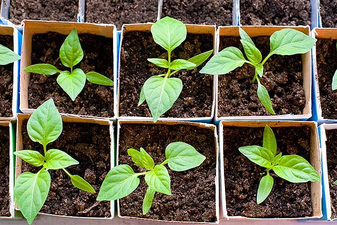 several boxes filled with green plants sitting on top of dirt