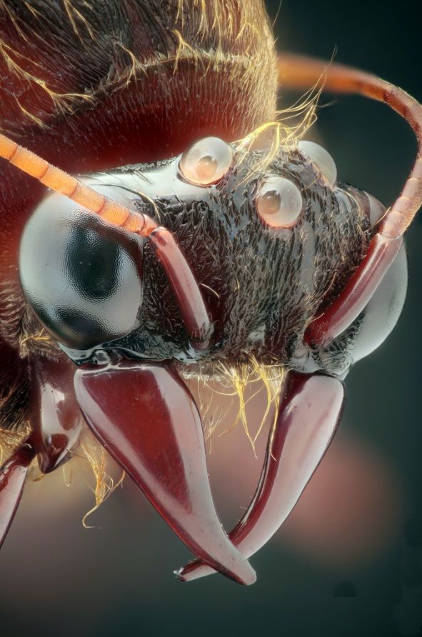 a close up view of the head and eyes of a bug