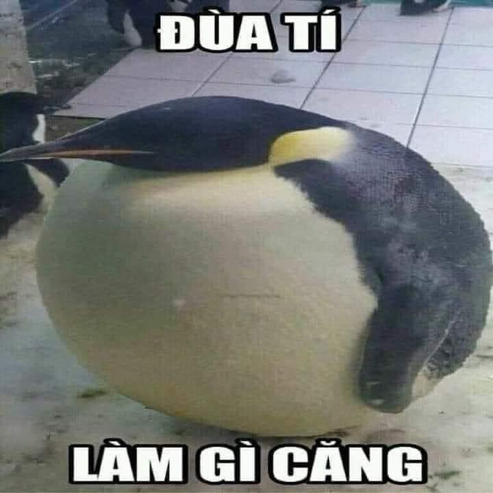 a penguin sitting on top of a ball with caption that reads, i am gi gang