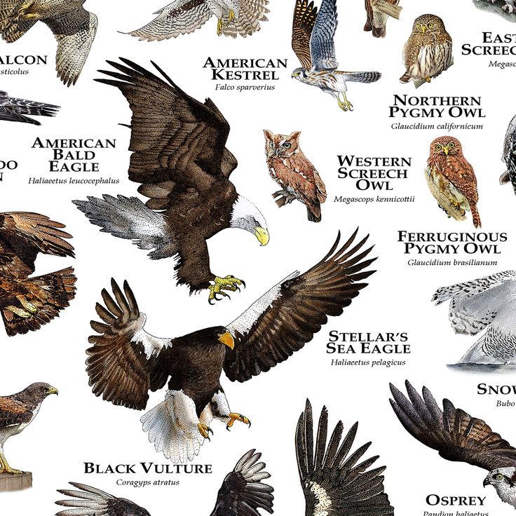 an image of birds of prey in the wild with their names on each bird's wings