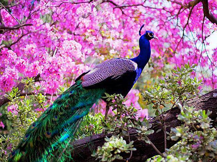 a peacock standing on top of a tree filled with pink flowers