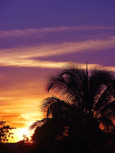 the sun is setting behind some palm trees