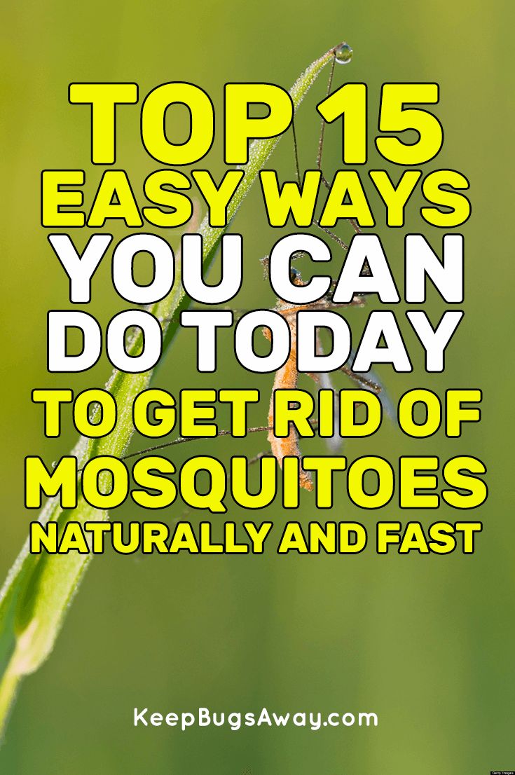 the top 15 easy ways you can do today to get rid of mosquitoes naturally and fast