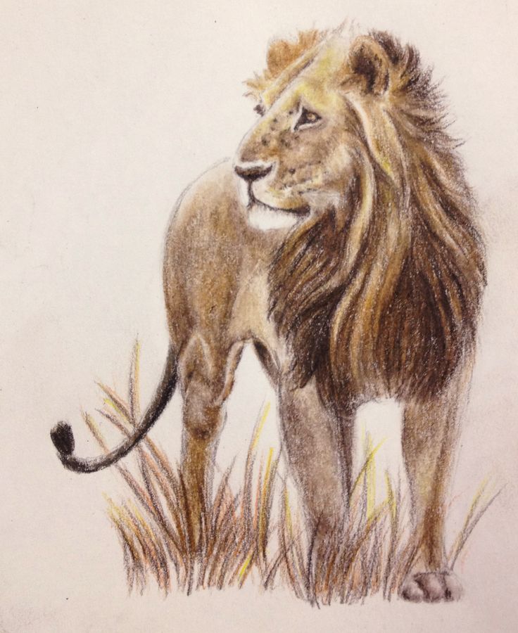 a drawing of a lion standing in the grass