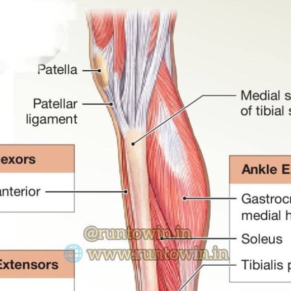 the muscles are labeled in this diagram, and there is also an image of them