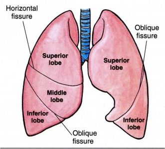 the lungs are labeled in this diagram