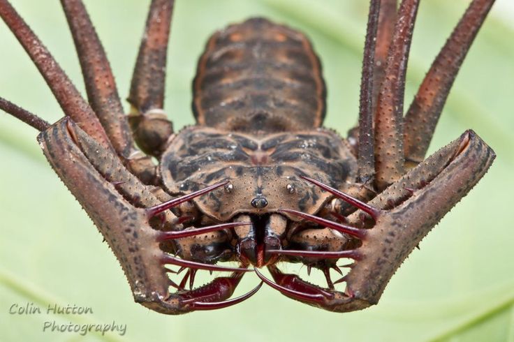 a close up of a spider with its eyes open and it's head turned to the side