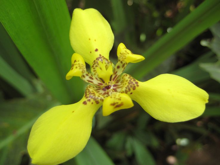 a yellow flower with brown spots on it's petals and green leaves in the background