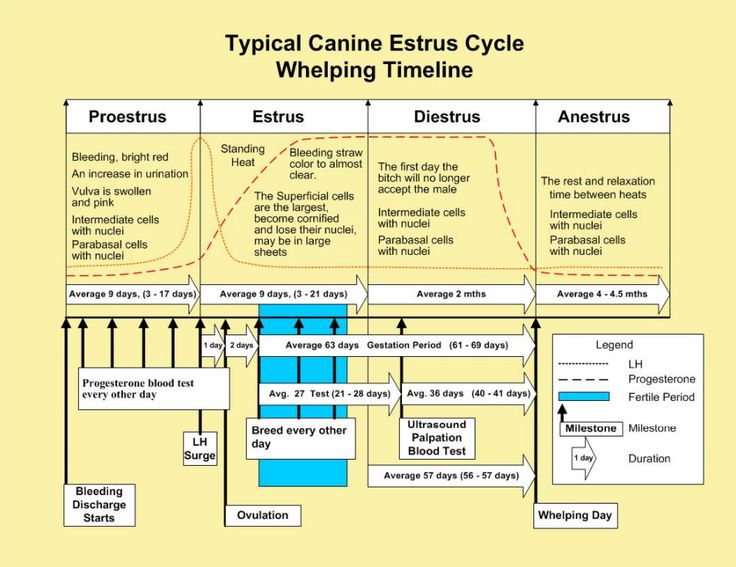 a diagram showing the typical stages of an eating cycle for people to eat and drink