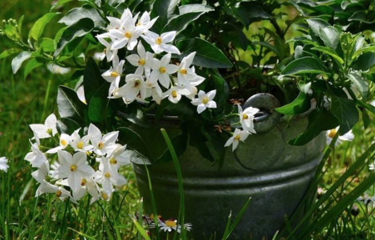 some white flowers are in a pot on the grass