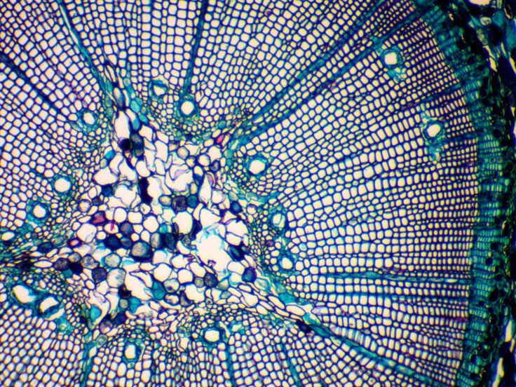 the inside of a blue and white object with lots of dots on it's surface