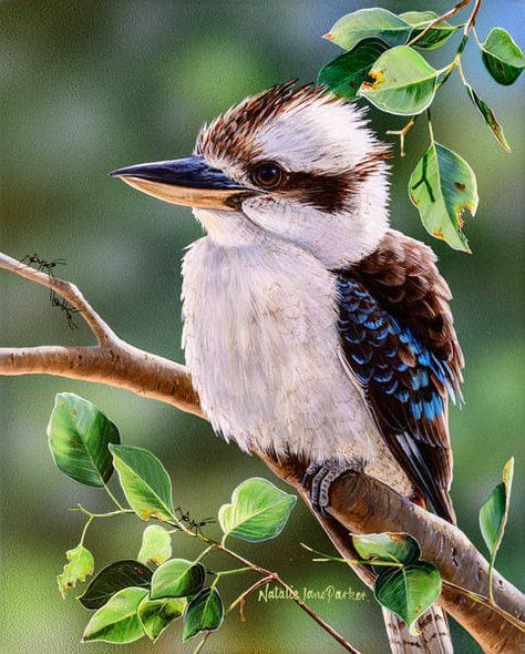 kookaburra | Australian birds, Colorful birds, Wildlife art