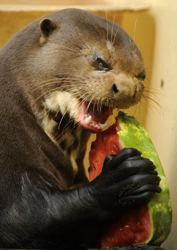 an otter eating a watermelon with its mouth open