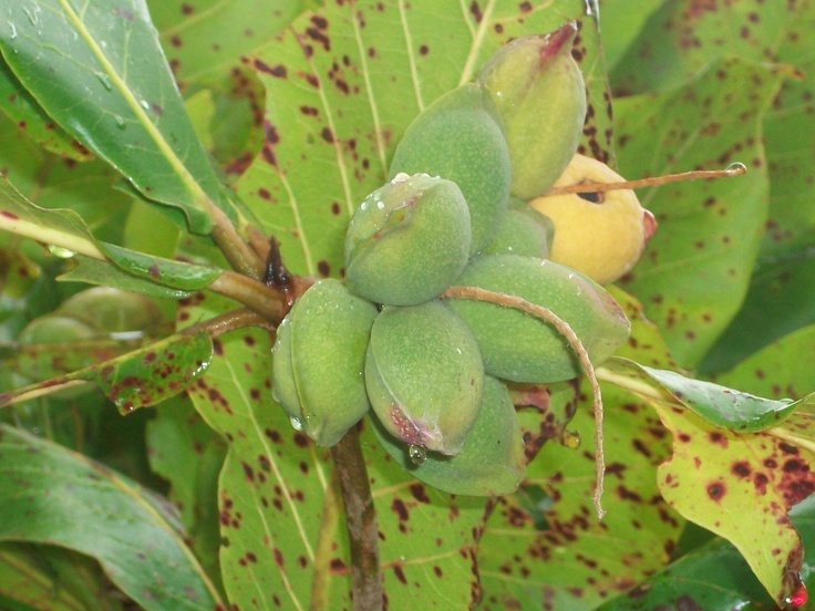 some green leaves with brown spots on them and yellow flowers in the middle one is budding