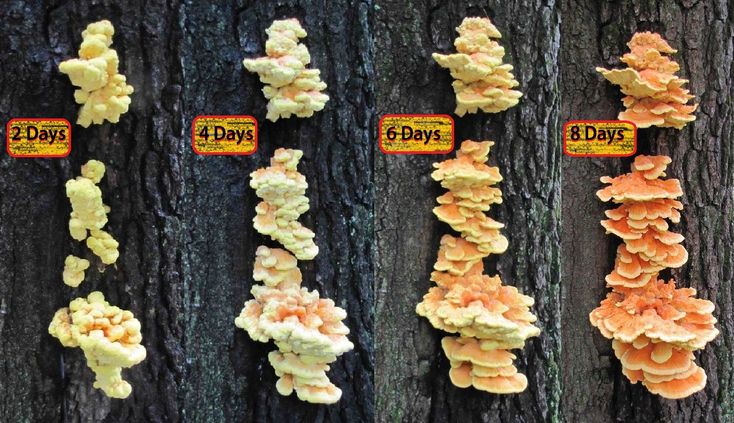 several different types of mushrooms growing on the side of a tree in front of a sign