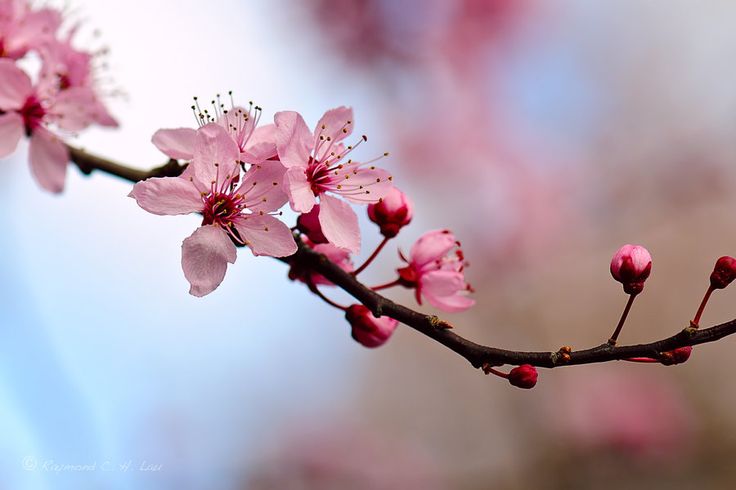 pink flowers are blooming on a tree branch