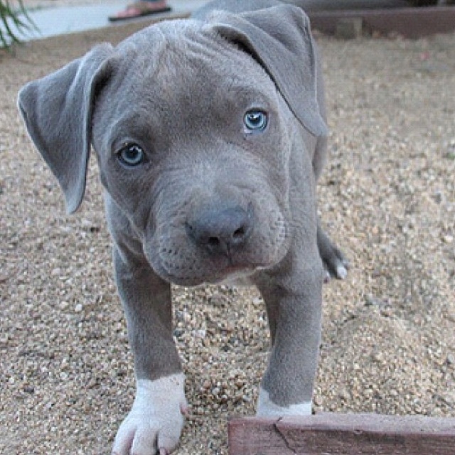 a gray puppy standing on top of a pile of dirt with the words own a pitbull