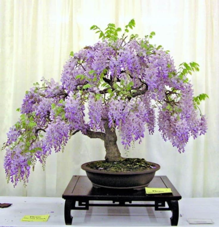 a bonsai tree with purple flowers in a pot