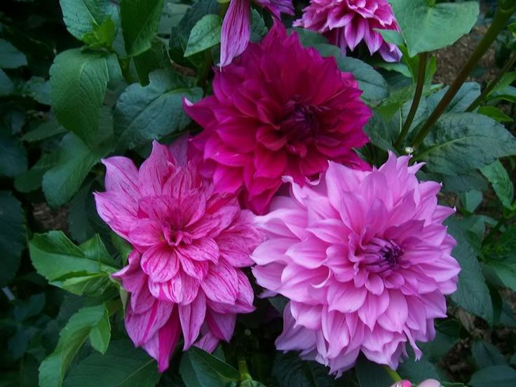 pink flowers are blooming in the garden