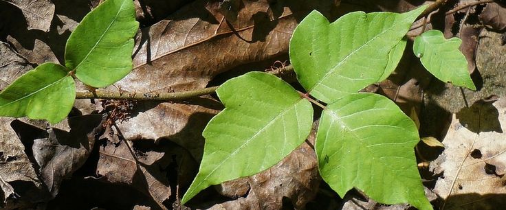 The Survival Mom: 8 Things I Learned From A Bad Case Of Poison Ivy ...