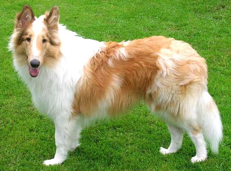 a brown and white dog standing on top of a lush green field