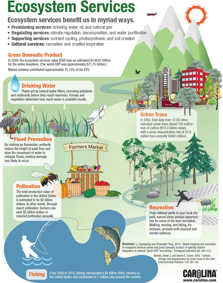 an info poster describing the benefits of ecosytem services in any country, including water and