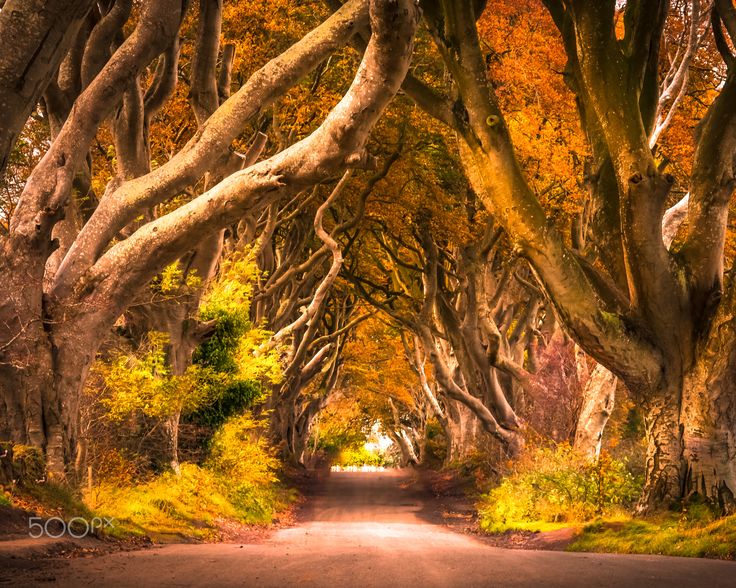 an image of a road that is lined with trees