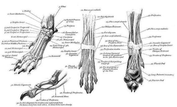 Muscle & Bone Structure Charts | Anatomie organe, Hunde ...