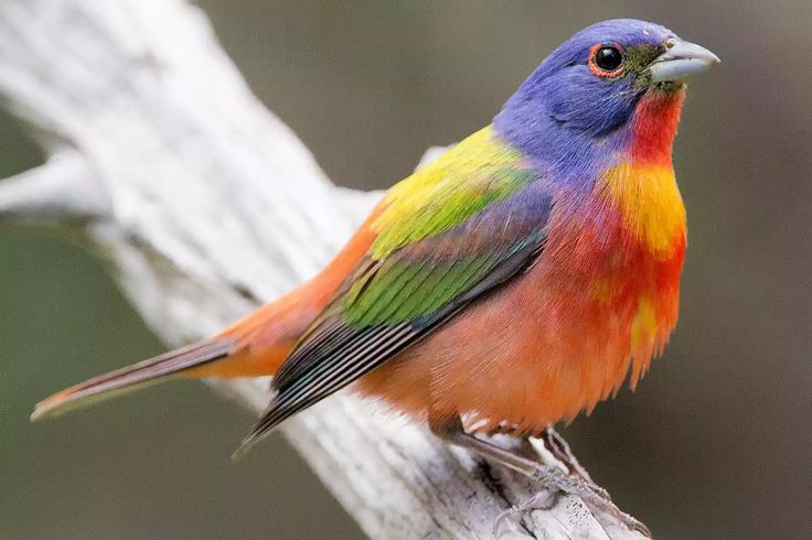 a colorful bird sitting on top of a tree branch