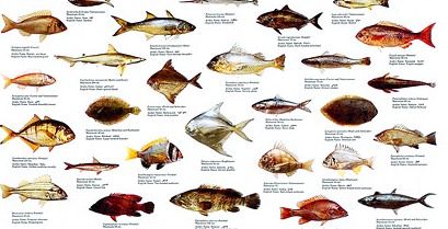 a poster with different types of fish on it