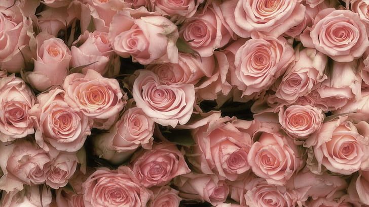 a bunch of pink roses that are very large in size and color, all together