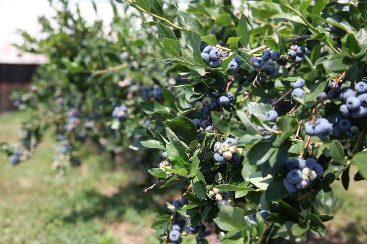 blue berries are growing on the branches of an apple tree in a farm field,