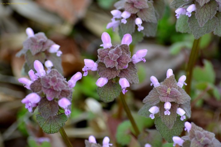 small purple flowers with green leaves in the background