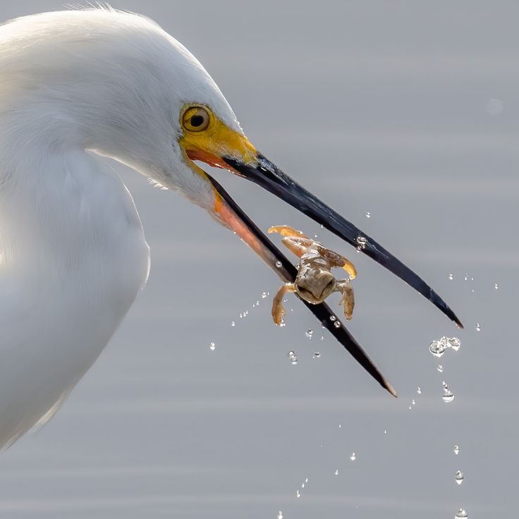 a white bird with an insect in it's mouth