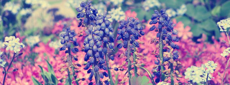 purple and white flowers in the middle of a flower garden with green leaves on them