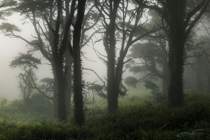 foggy forest with trees and bushes in the foreground