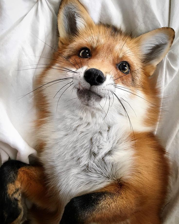 a close up of a fox laying on a bed